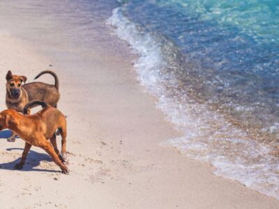 ▷ Playas para perros en Valencia 2025: 3 MEJORES + planes EXTRA