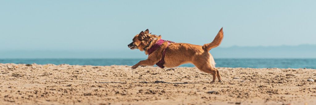 Playas para perros en Valencia donde remojarnos las patas