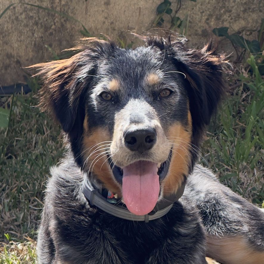 viajar con perro - viajes dog friendly