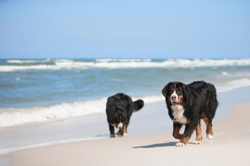 Actividades para conocer el Principado después de ir a las playas para perros en Asturias
