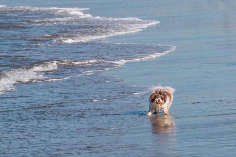 Consejos para ir a las playas para perros en Asturias