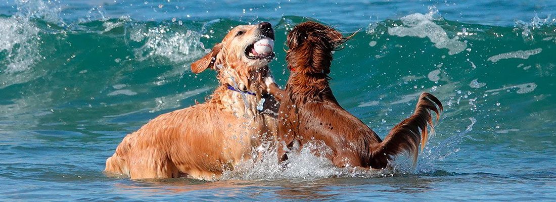 ▷ Playas para perros en Asturias 2026: 6 MEJORES + planes extra