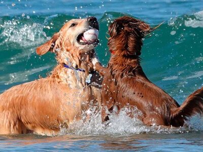 ▷ Playas para perros en Asturias 2025: 6 MEJORES + planes EXTRA