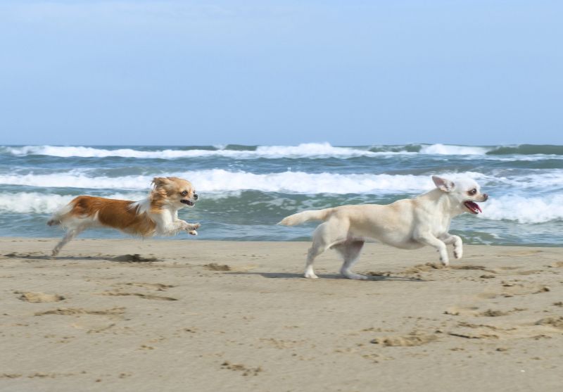 Playas para perros en Asturias: cuándo pueden ir los perros a la playa en Asturias