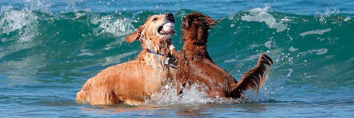 ▷ Playas para perros en Asturias 2025: 6 MEJORES + planes EXTRA