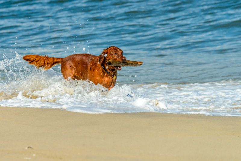 Algunos consejos para disfrutar de las mejores playas para perros en Valencia