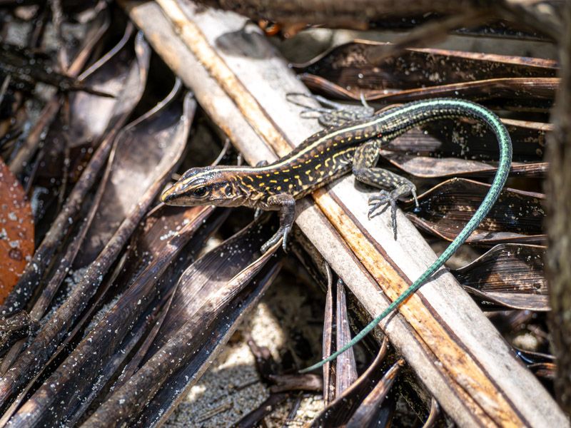 Viaje a Costa Rica por libre: Lagarto Ameiva en Cahuita