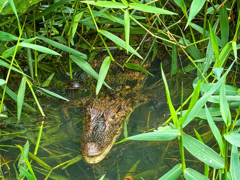 caiman en tortuguero viaje a costa rica