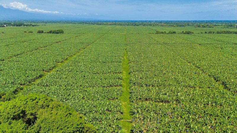 Viaje a Costa Rica por libre: Campos de bananeros