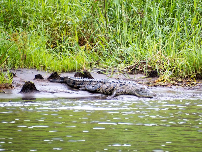 Viaje a Costa Rica por libre: Cocodrilo en el Parque Nacional de Tortuguero
