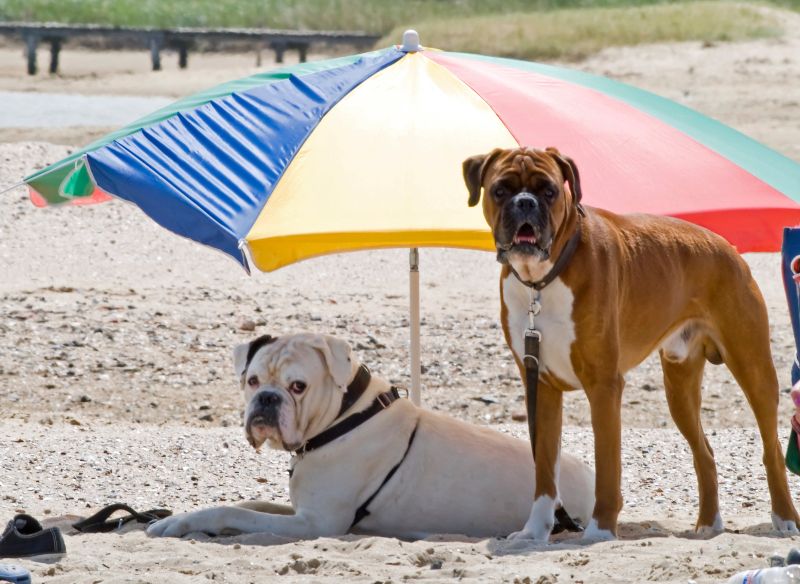 Consejos para ir a las playas para perros en Murcia