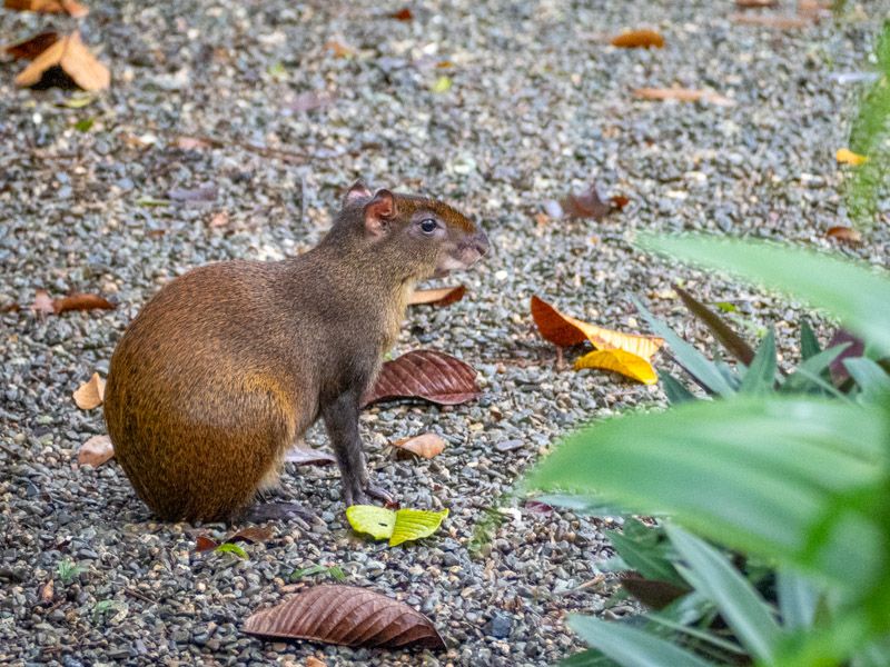 Viaje a Costa Rica por libre: Guatusa en Cahuita