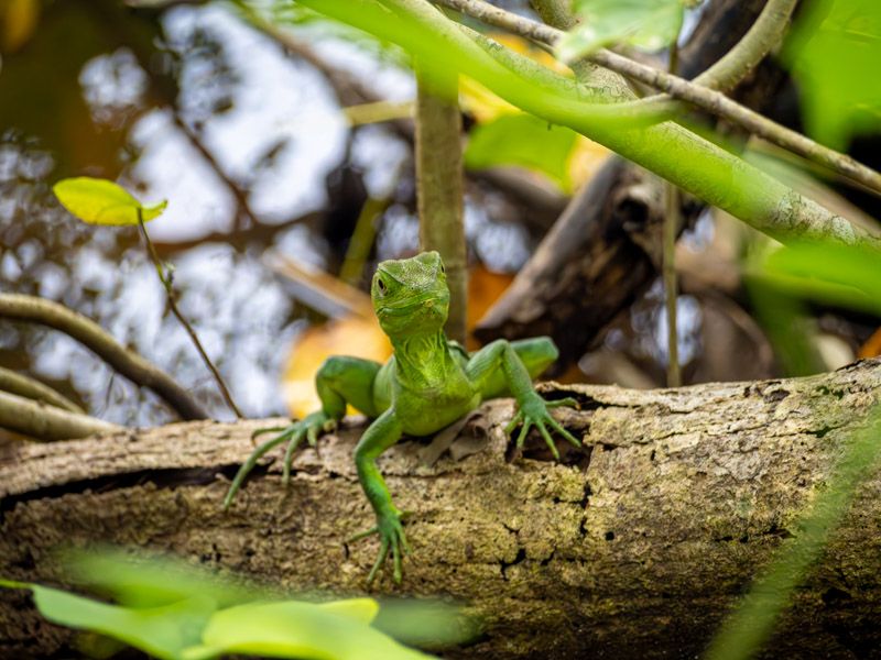 Viaje a Costa Rica por libre: Iguana en Cahuita