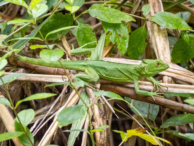 Viaje a Costa Rica por libre: Iguana en Cahuita