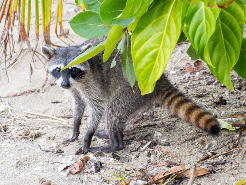 Viaje a Costa Rica por libre: Mapache en Cahuita