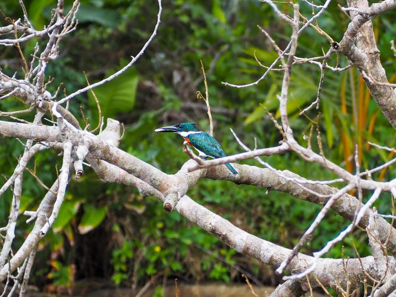 Viaje a Costa Rica por libre: Martín Pescador