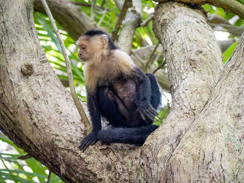 Viaje a Costa Rica por libre: Mono Capuchino