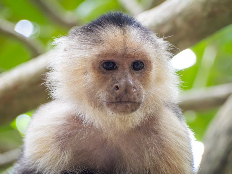 Viaje a Costa Rica por libre: Mono Capuchino
