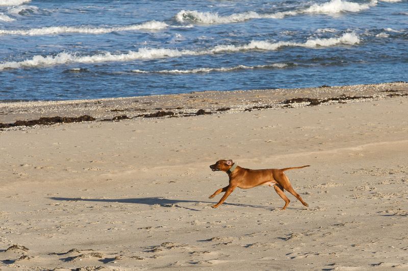 Normativa en las playas para perros en Cádiz