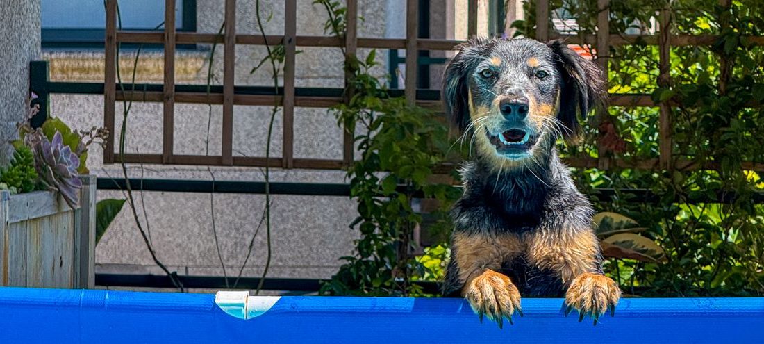 ▷ Barkibu opiniones en 2026: ¿es el mejor seguro para mascotas si vas a viajar con ellas?