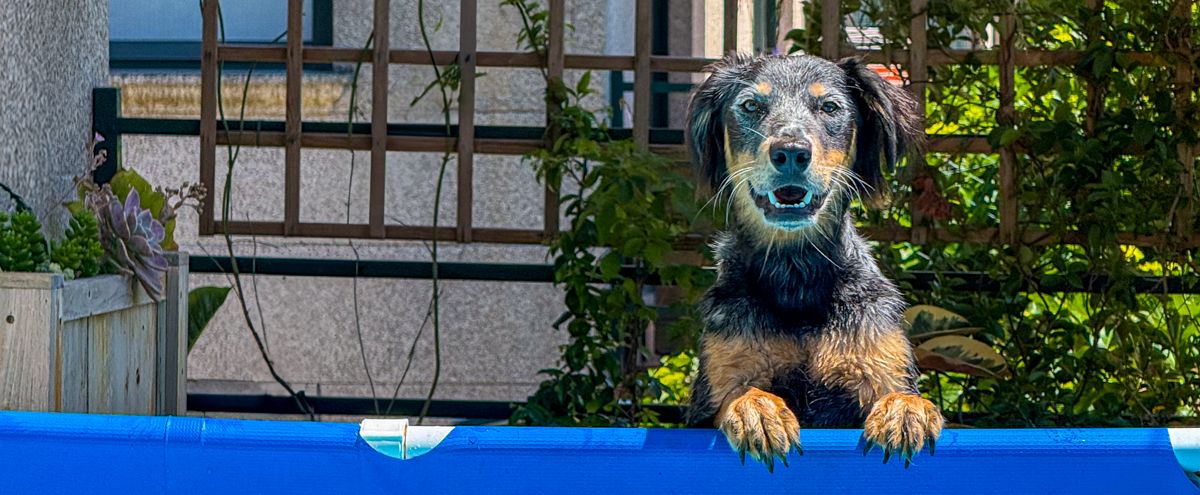 ▷ Barkibu opiniones en 2025: ¿es el mejor seguro para mascotas si vas a viajar con ellas?