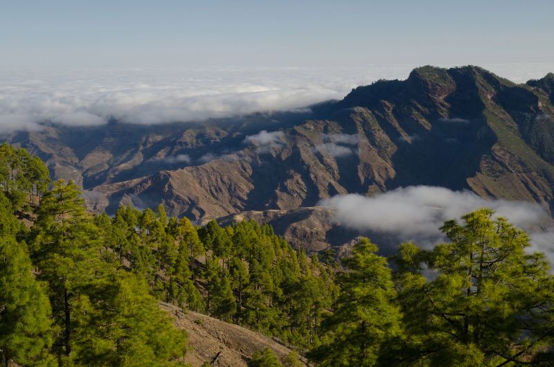 Parque Natural de Tamadaba, el pulmón verde que ver en Gran Canaria