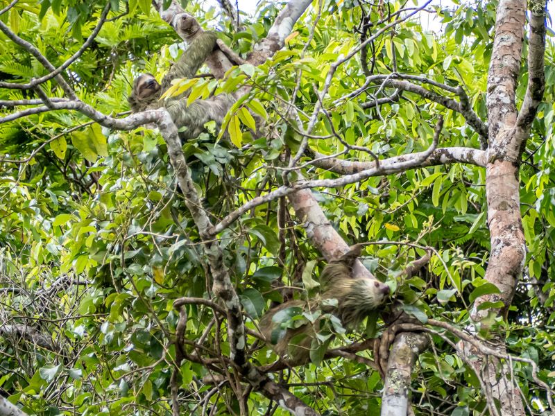 Viaje a Costa Rica por libre: Perezosos de dos y tres dedos