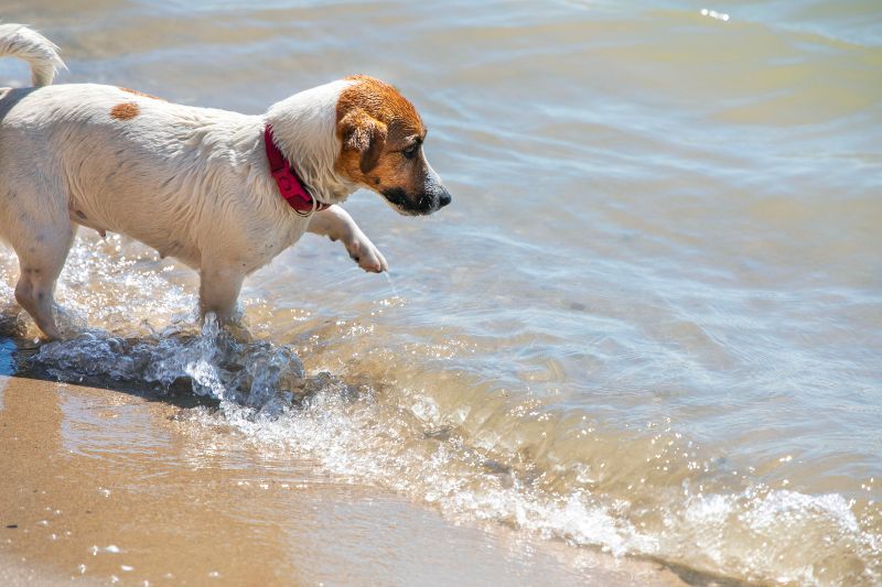 Playa canina de Los Manolos, otra de las playas para perros en Cádiz