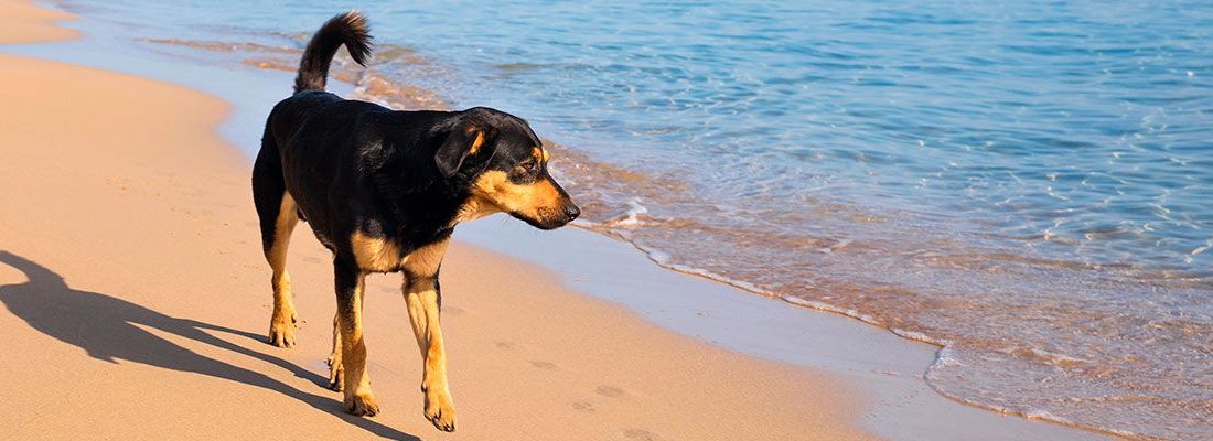 ▷ Playas para perros en Alicante 2026: 10 MEJORES + planes extra