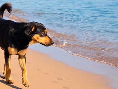 ▷ Playas para perros en Alicante 2025: 10 MEJORES + planes EXTRA