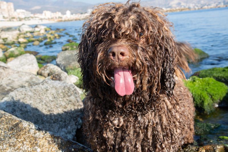 Playa Punta del Riu, una de las playas para perros en Alicante de El Campello