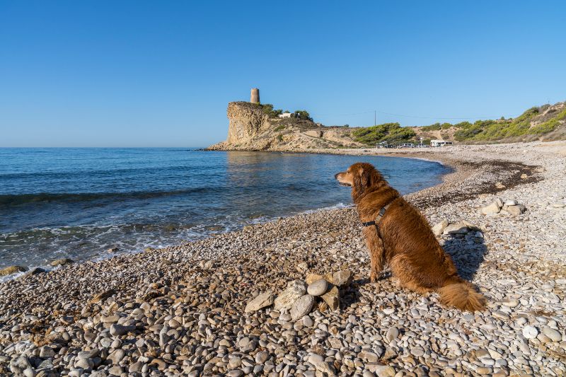 Playa del Xarco, una de las playas para perros en Alicante