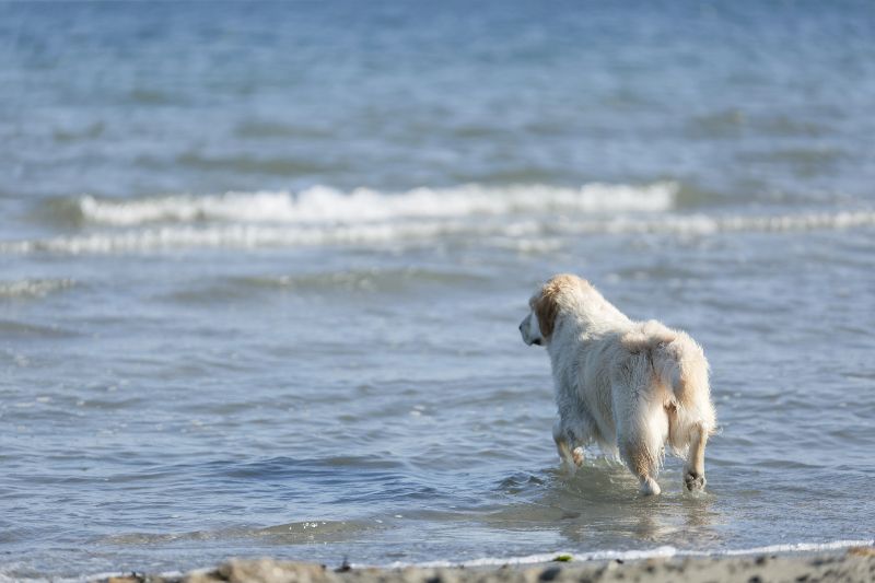 Caleta dels Gossets, una de las playas para perros en Alicante en Santa Pola