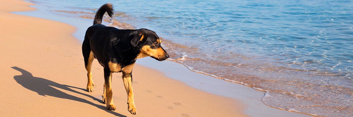 ▷ Playas para perros en Alicante 2025: 10 MEJORES + planes EXTRA