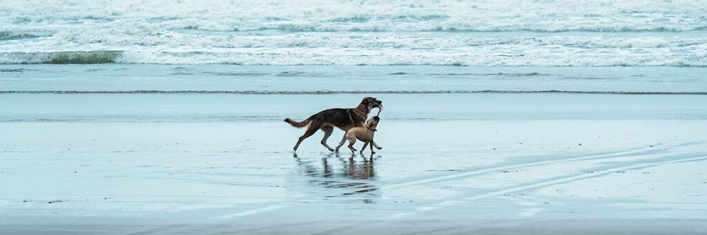 Playas para perros en Cádiz: 8 MEJORES y planes EXTRA