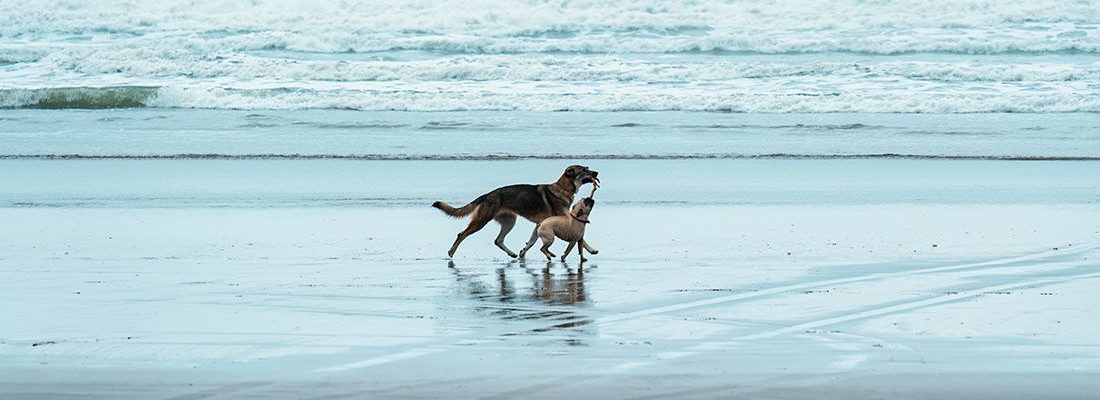 ▷ Playas para perros en Cádiz 2026: 9 MEJORES + planes extra