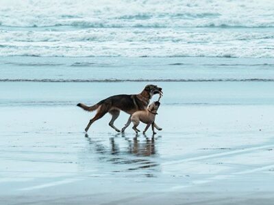 ▷ Playas para perros en Cádiz 2025: 8 MEJORES + planes EXTRA