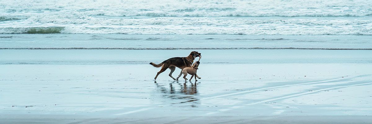 ▷ Playas para perros en Cádiz 2025: 8 MEJORES + planes EXTRA
