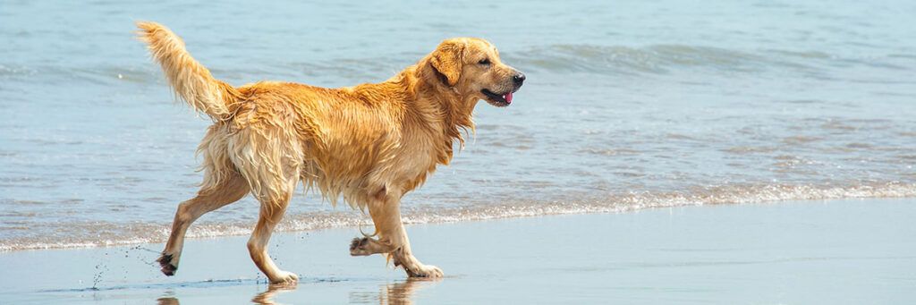 Playas para perros en Murcia: 9 MEJORES y planes EXTRA