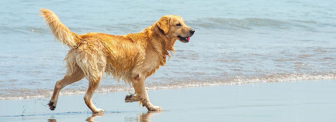 ▷ Playas para perros en Murcia 2026: 10 MEJORES + planes extra