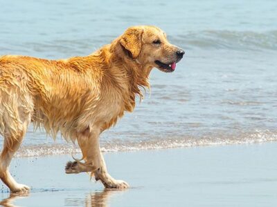 ▷ Playas para perros en Murcia 2025: 9 MEJORES + planes EXTRA