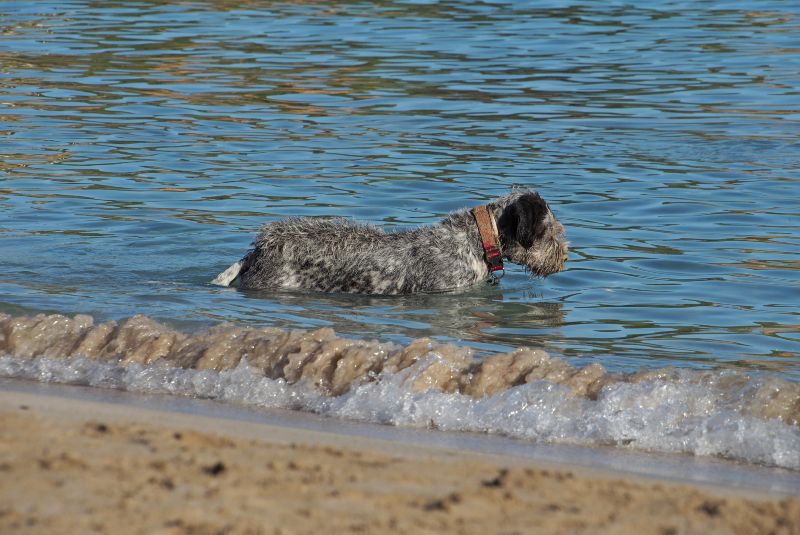 Playas para perros en Murcia: esto es lo que todo/a humano/a debe saber