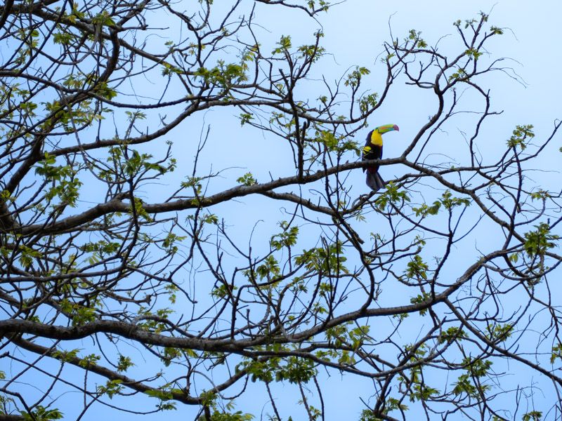 Viaje a Costa Rica por libre: Tucán
