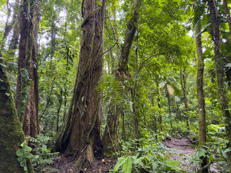 Viaje a Costa Rica por libre: Sendero El Ceibo