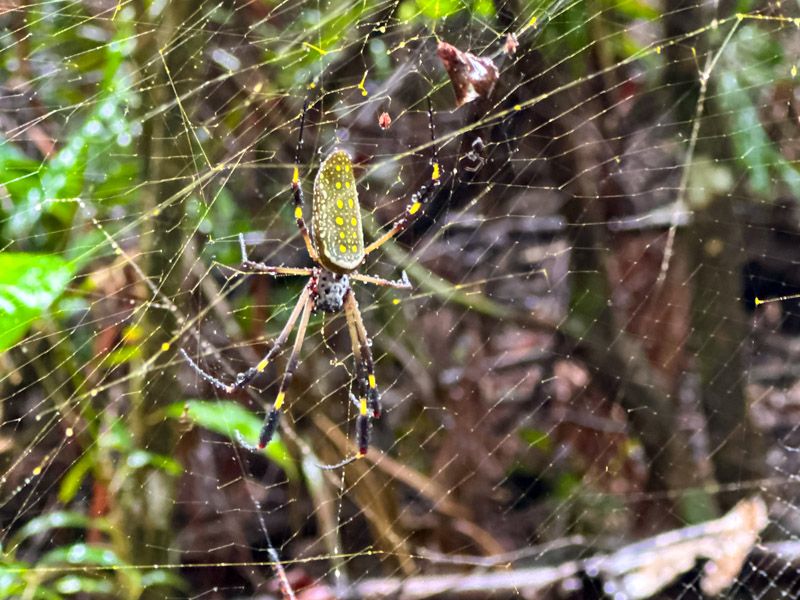 Viaje a Costa Rica por libre: Araña dorada en el PN Corcovado