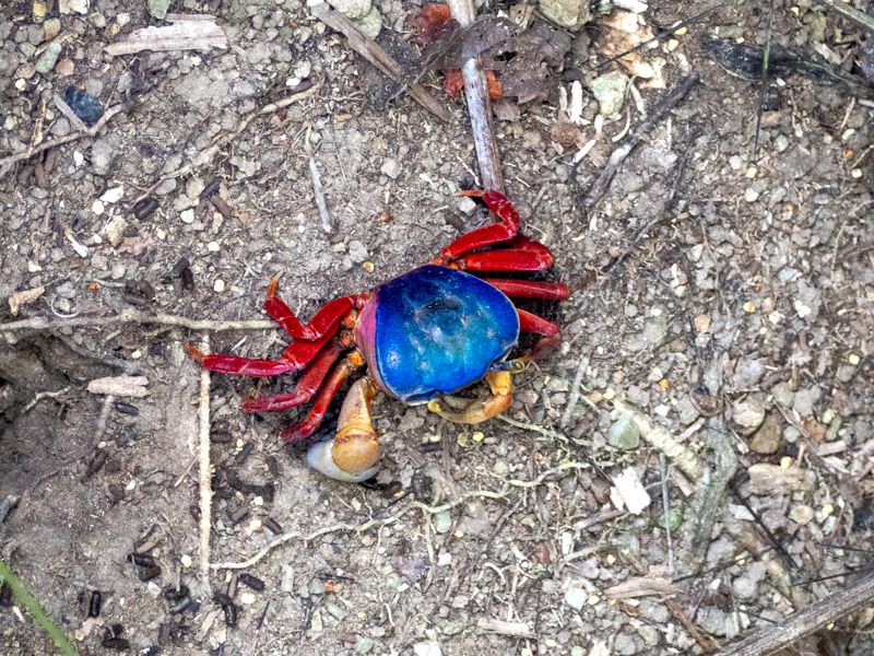 Viaje a Costa Rica por libre: cangrejo en Manuel Antonio