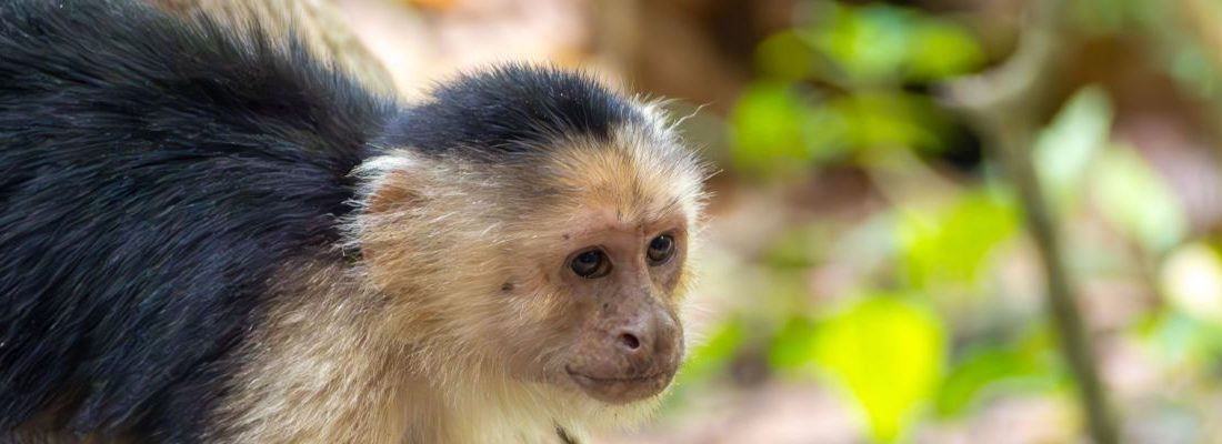 ▷ Viaje a Costa Rica por libre en 15 días: itinerario + mapas + qué ver + ruta en coche