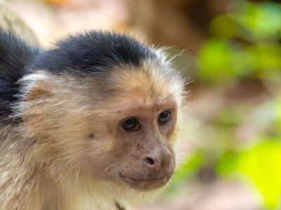 ▷ Viaje a Costa Rica por libre en 15 días [ITINERARIO + MAPAS + QUÉ VER + RUTA EN COCHE]