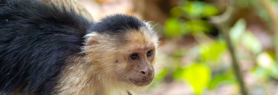 ▷ Viaje a Costa Rica por libre en 15 días [ITINERARIO + MAPAS + QUÉ VER + RUTA EN COCHE]