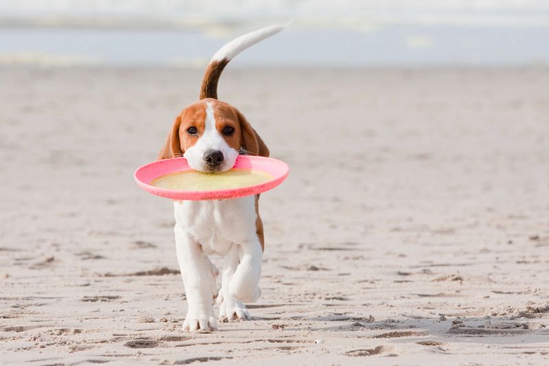 Estas son las playas para perros en Alicante